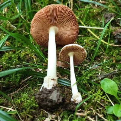 458107745_399710063144933_3655585737219548724_n