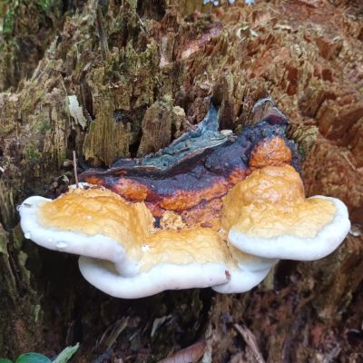 458293487_399714119811194_1586445183460026031_n