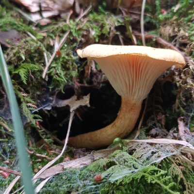 458300398_399713923144547_27075432752587737_n