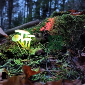 mms-uv-lucke_3