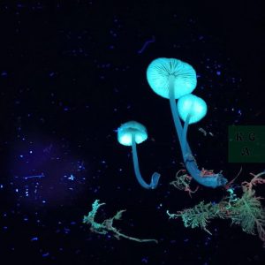 mms-uv-lucke_4