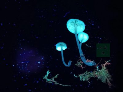 mms-uv-lucke_4