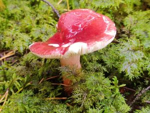 IMG-20250915-WA0009