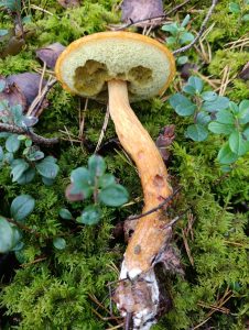 IMG-20250915-WA0033