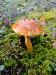 IMG-20250915-WA0034