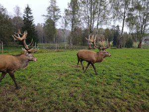 IMG-20260109-WA0038