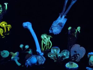 IMG-20260109-WA0092