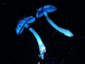 IMG-20260117-WA0016