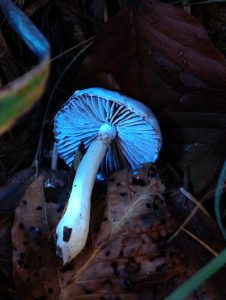 IMG-20260117-WA0017