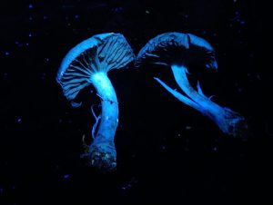 IMG-20260117-WA0018