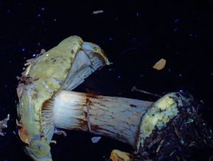 IMG-20260117-WA0019