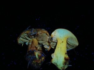 IMG-20260117-WA0020