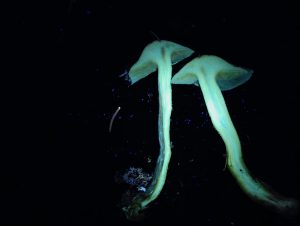 IMG-20260117-WA0021