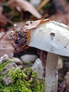 IMG-20260117-WA0024
