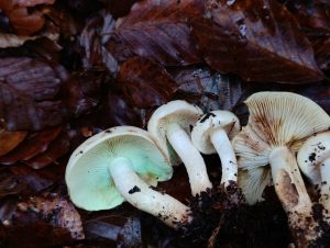 IMG-20260117-WA0027