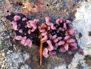 IMG-20260117-WA0034
