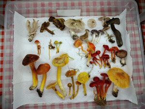 IMG-20260117-WA0035