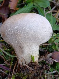 IMG-20260117-WA0038