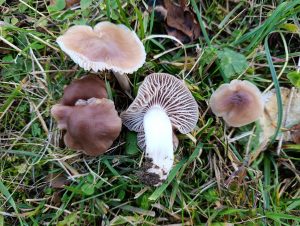 IMG-20260117-WA0040