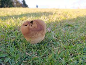 IMG-20260117-WA0042