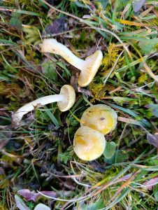 IMG-20260117-WA0044