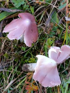 IMG-20260117-WA0051
