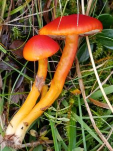 IMG-20260117-WA0060