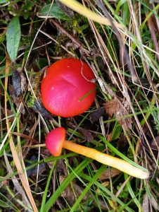 IMG-20260117-WA0062