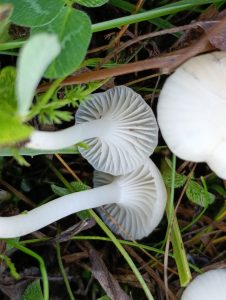 IMG-20260117-WA0063