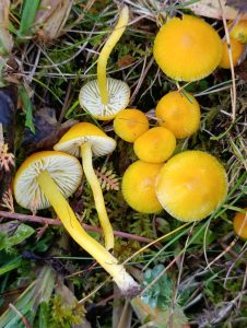 IMG-20260117-WA0067