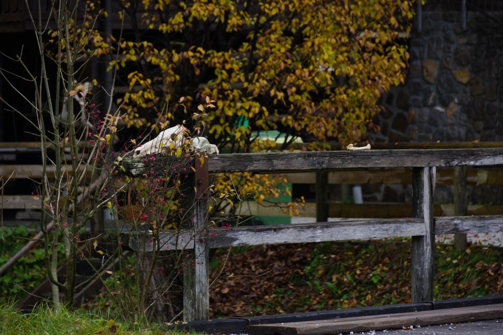 DSC_7115