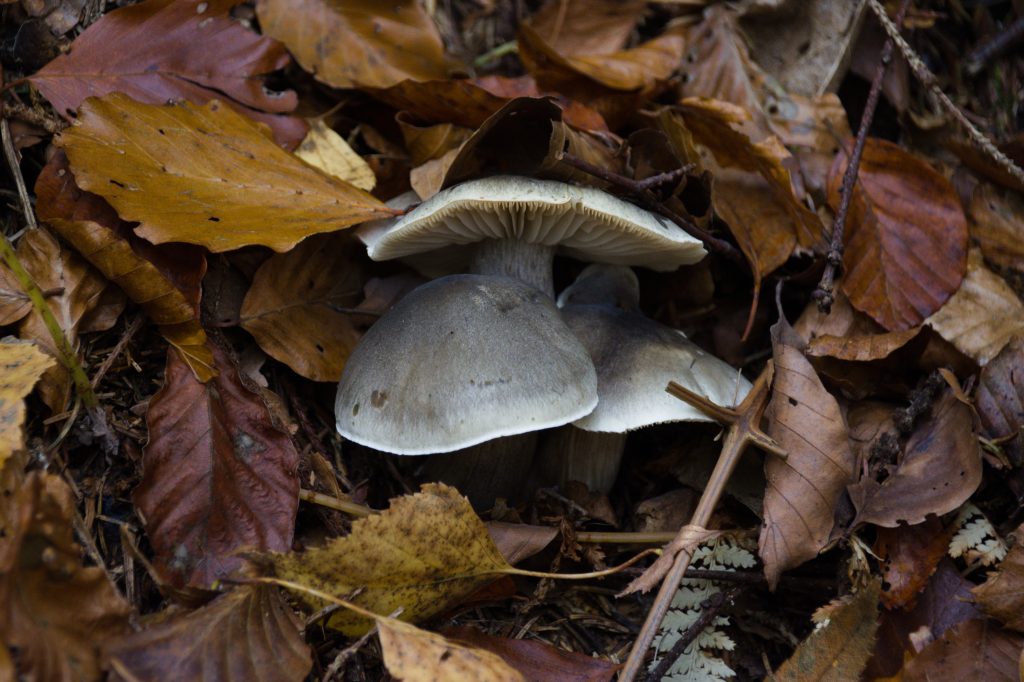 DSC_7264