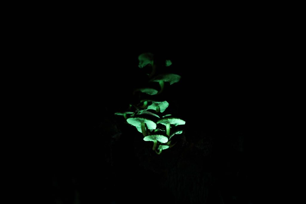 IMG-20260321-WA0004