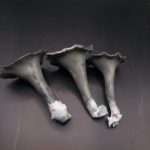 Craterellus cornucopioides, črna trobenta - slika 5
