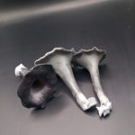 Craterellus cornucopioides, črna trobenta - slika 4