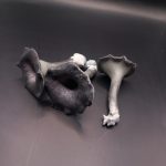 Craterellus cornucopioides, črna trobenta - slika 3
