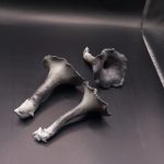 Craterellus cornucopioides, črna trobenta