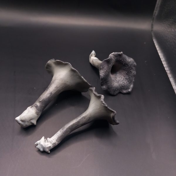 Craterellus cornucopioides, črna trobenta