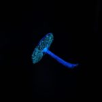 Callistosporium luteo-olivaceum, olivnorumena žoltotroska - slika 3