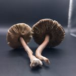 Callistosporium luteo-olivaceum, olivnorumena žoltotroska