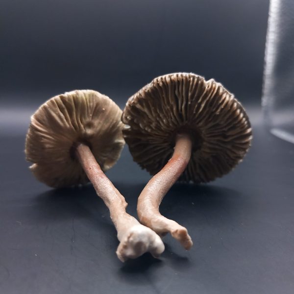Callistosporium luteo-olivaceum, olivnorumena žoltotroska
