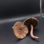 Callistosporium luteo-olivaceum, olivnorumena žoltotroska - slika 6