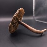 Callistosporium luteo-olivaceum, olivnorumena žoltotroska - slika 2
